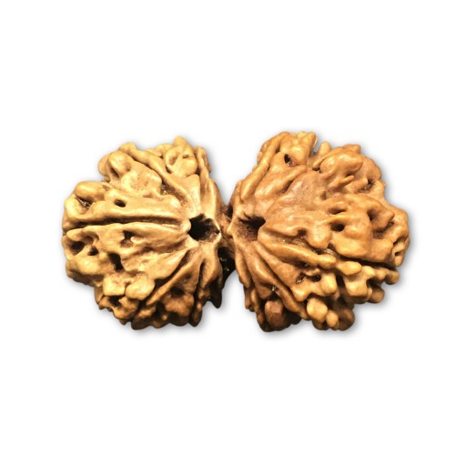 Original Gauri Shankar Nepali Rudraksha