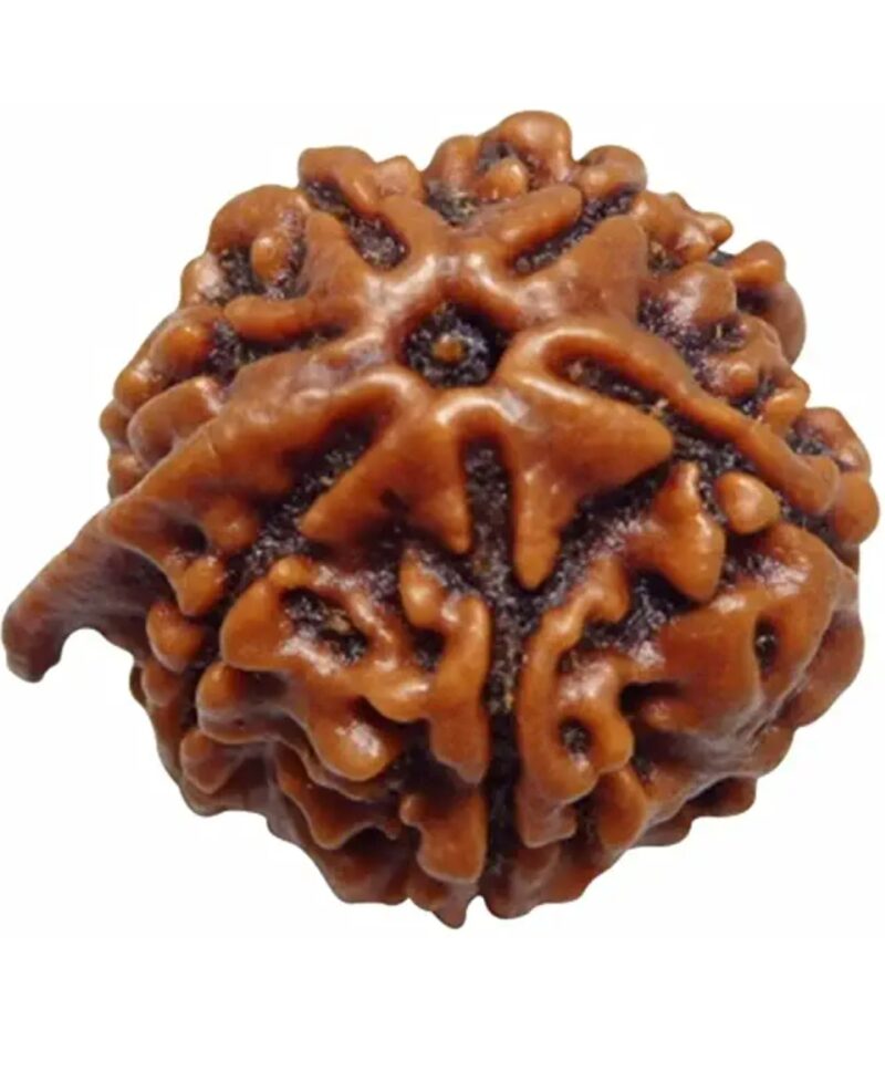 Nepali Ganesh Rudraksha - Image 2