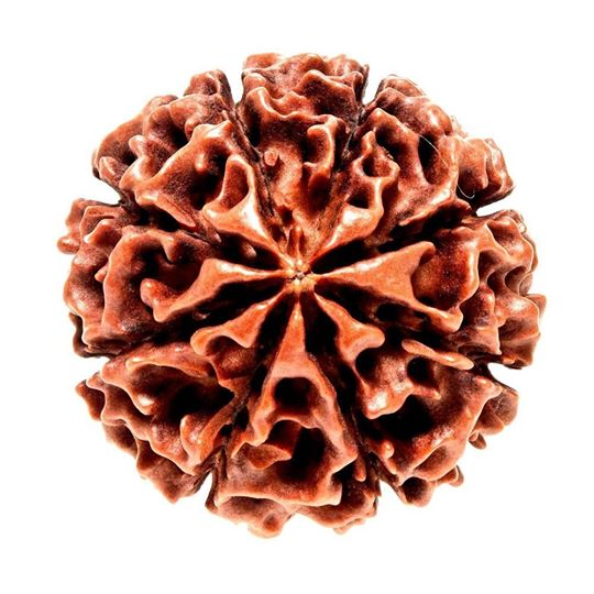 Natural 8 Mukhi Nepali Rudraksh