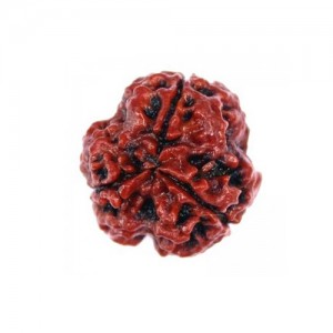 Natural 3 Mukhi Rudraksha Nepali - Image 2