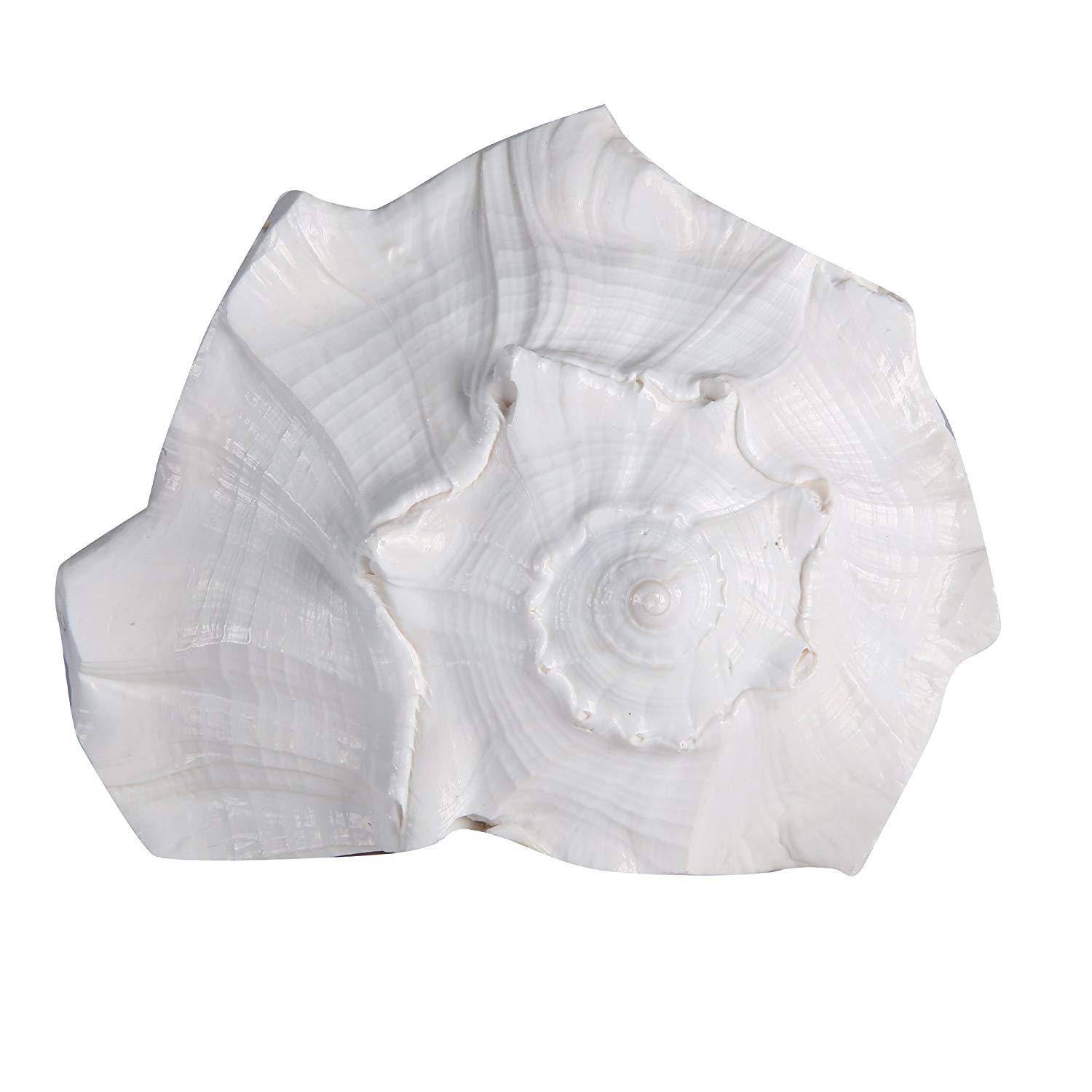 Original Abhimantrit Dakshinavarti Shank Very Large, Puja Shankh, More Than 7 Inches (Superfine Quality)