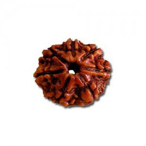 Natural 7 Mukhi Nepali Rudraksha - Image 3