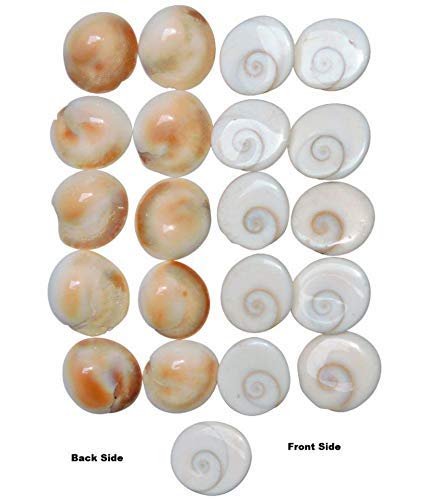 Natural Gomati/Gomti Chakra (White) – 21 Pieces - Image 2