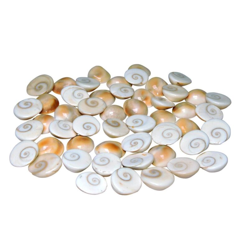 Natural Gomati/Gomti Chakra (White) – 21 Pieces - Image 2