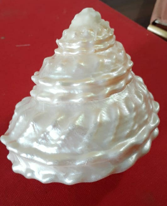 Natural Energized Moti Shankh, Pearl conch (अभिमंत्रित मोती शंख) - Image 2