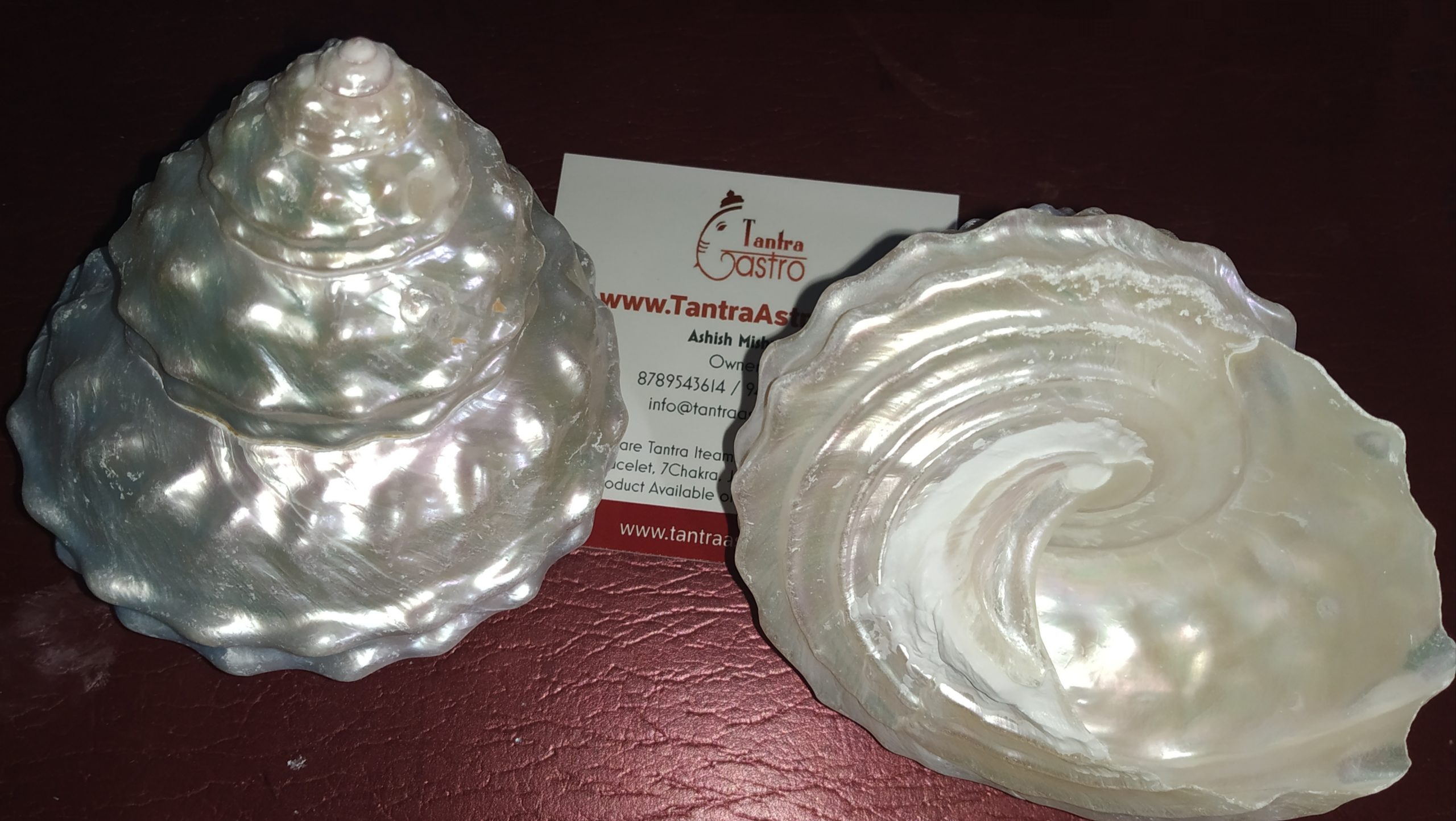 Natural Energized Moti Shankh, Pearl conch (अभिमंत्रित मोती शंख) - Image 3