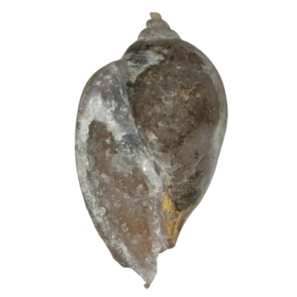 100% Original Very Rare Energized Dakshinavarti MahaLaxmi Heera Shankh, FOSSILISED QUARTZ SHELLS (दक्षिणावर्ती हीरा शंख) - Image 8