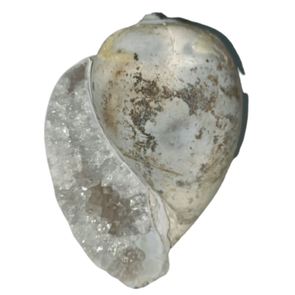 100% Original Very Rare Energized Dakshinavarti MahaLaxmi Heera Shankh, FOSSILISED QUARTZ SHELLS (दक्षिणावर्ती हीरा शंख) - Image 5