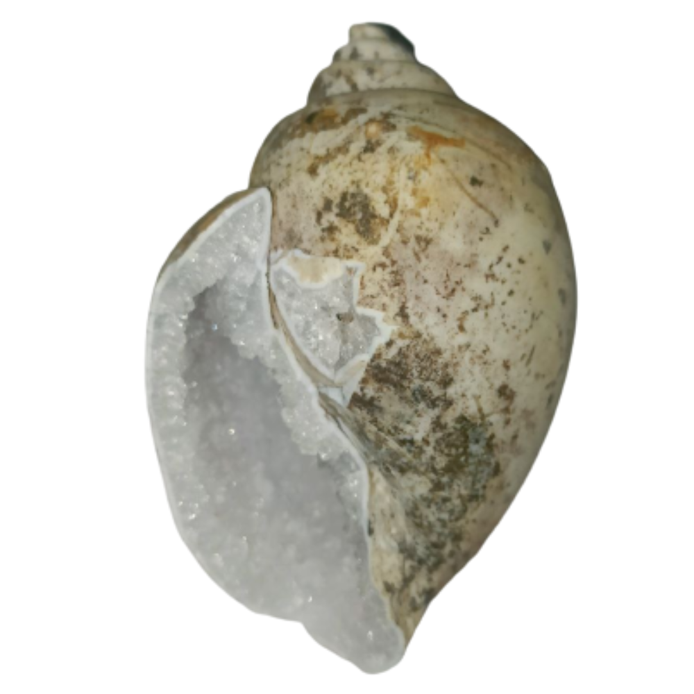 100% Original Very Rare Energized Dakshinavarti MahaLaxmi Heera Shankh, FOSSILISED QUARTZ SHELLS (दक्षिणावर्ती हीरा शंख) - Image 6