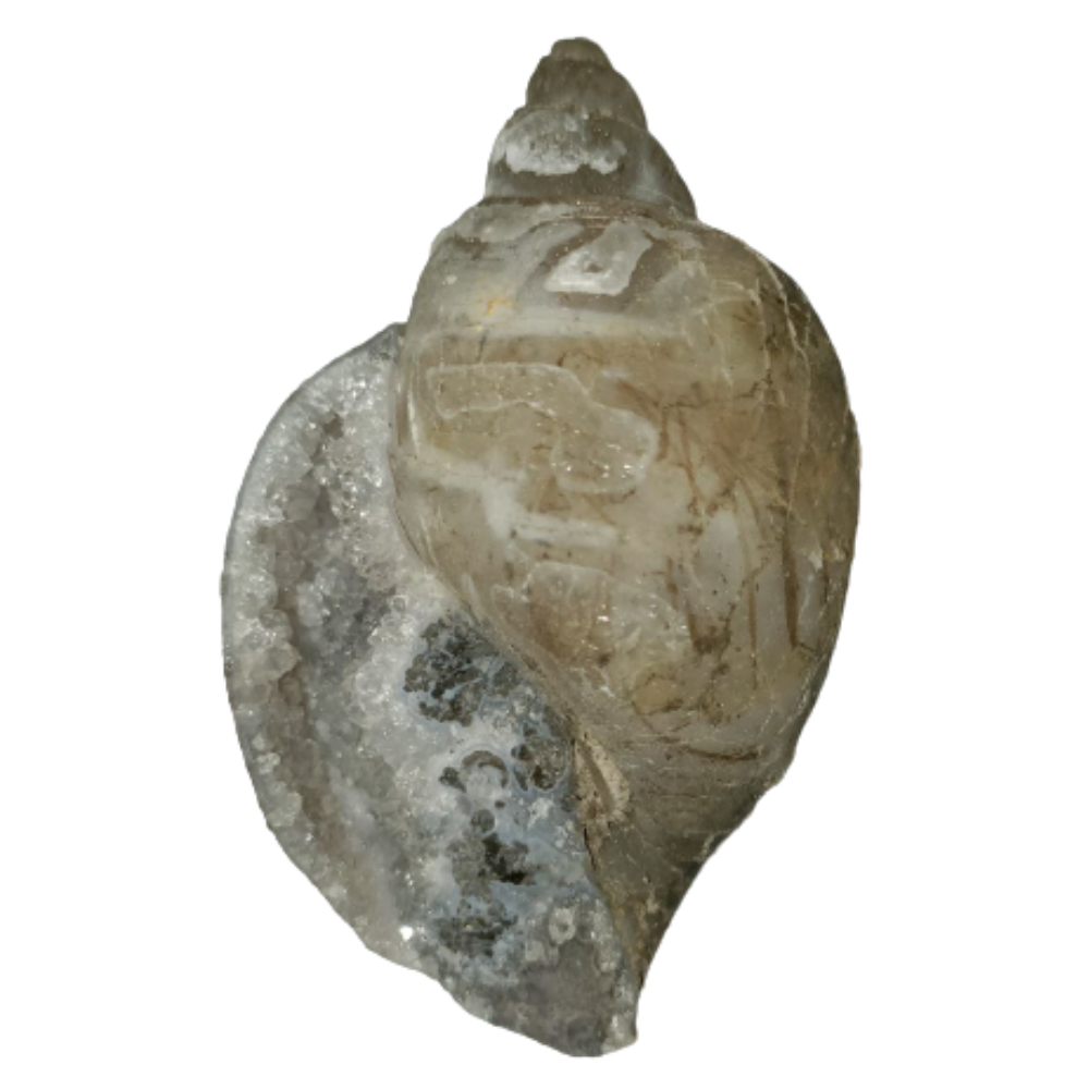 100% Original Very Rare Energized Dakshinavarti MahaLaxmi Heera Shankh, FOSSILISED QUARTZ SHELLS (दक्षिणावर्ती हीरा शंख) - Image 7