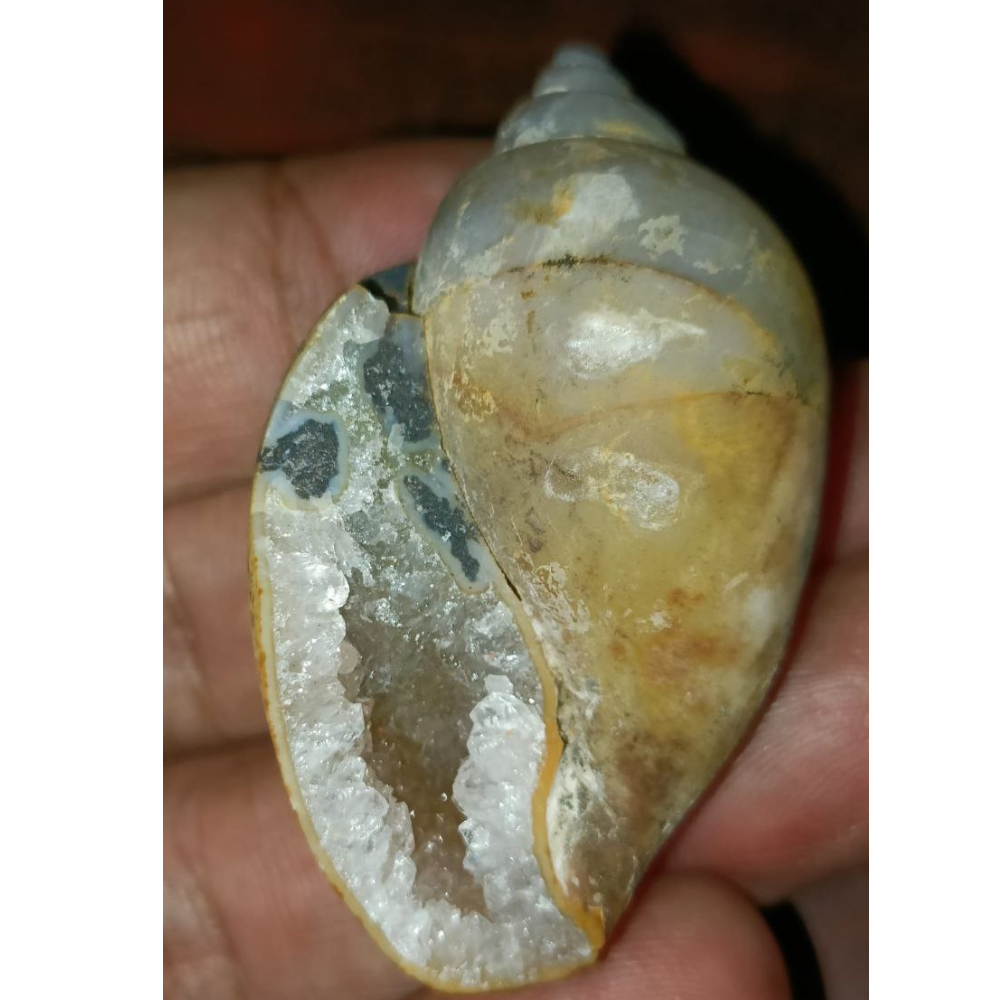 100% Original Very Rare Energized Dakshinavarti MahaLaxmi Heera Shankh, FOSSILISED QUARTZ SHELLS (दक्षिणावर्ती हीरा शंख) - Image 3