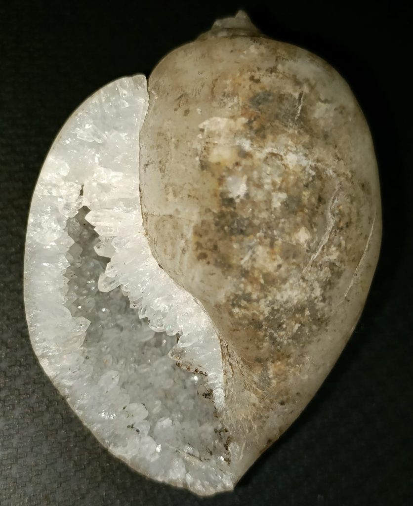 100% Original Very Rare Energized Dakshinavarti MahaLaxmi Heera Shankh, FOSSILISED QUARTZ SHELLS (दक्षिणावर्ती हीरा शंख)