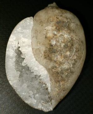 heera shankh diamond conch tantraastro