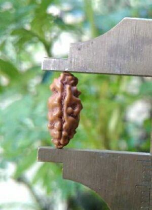 ek mukhi rudraksha indo java tantraastro