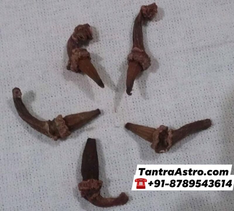 महाचमत्कारी लक्ष्मी लॉन्ग, Laxmi Laung (Set of 5)