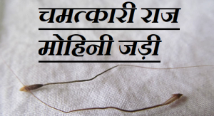 tantraastro-raj-mohini-jadi