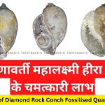 heera-shankh-Diamond-Rock-Conch-Fossilised-Quartz-Shells