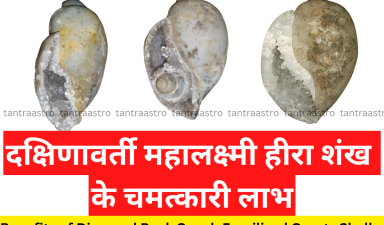 heera-shankh-Diamond-Rock-Conch-Fossilised-Quartz-Shells