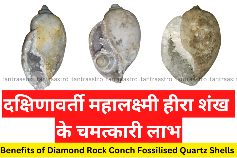 heera-shankh-Diamond-Rock-Conch-Fossilised-Quartz-Shells