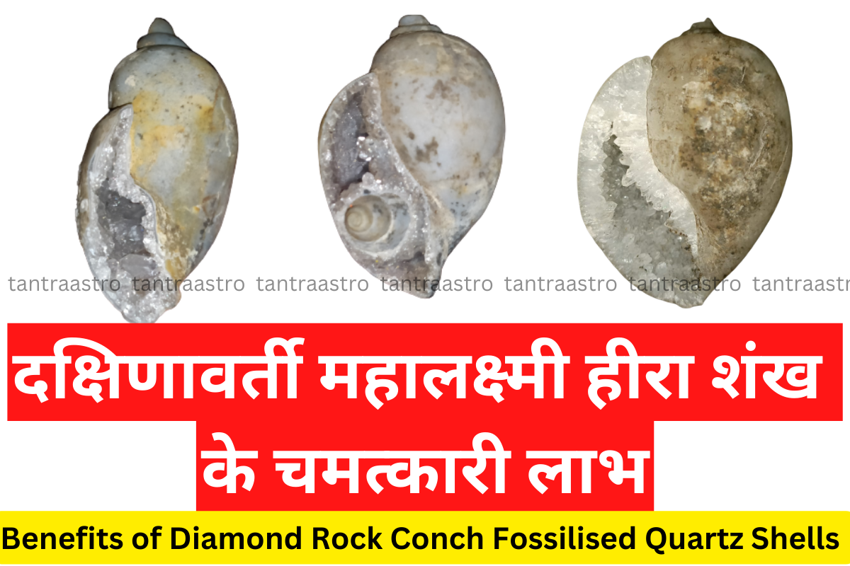Heera Shankh हीरा शंख – Lucky Charm used to Attract Wealth