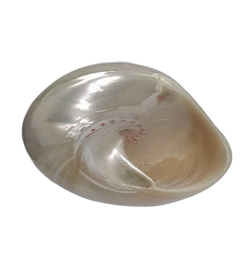 Natural Energized Big Moti Shankh - Image 2