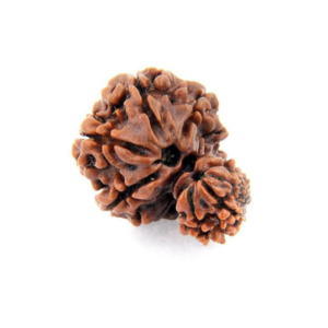 garbh gauri rudraksha