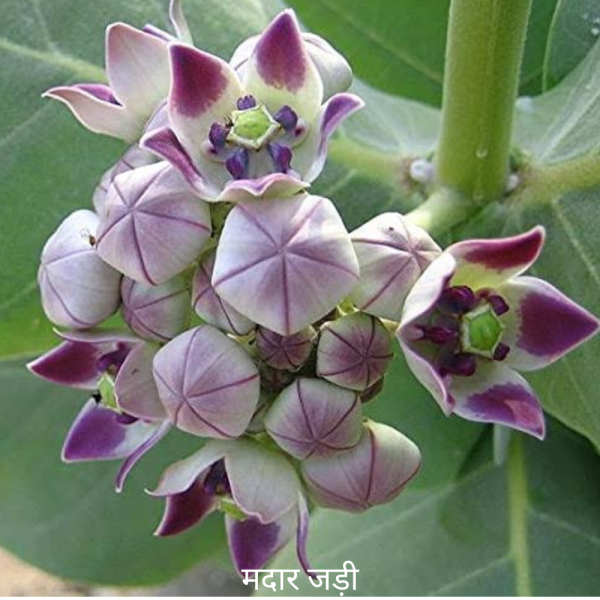 Madar ke Jad मदार की जड़