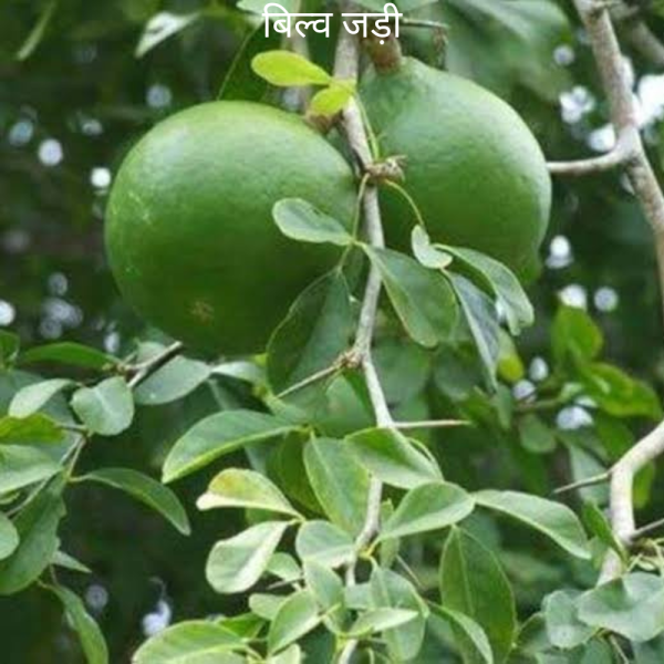 Bilwa Bel ke Jad बेल बिल्व की जड़