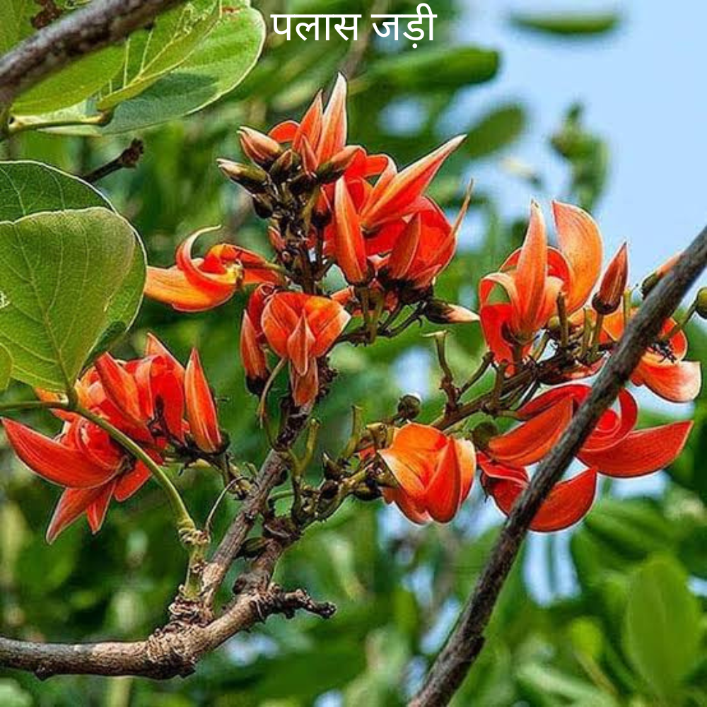 Palas ki Jad