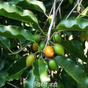 Khirni ke Jad खिरनी की जड़