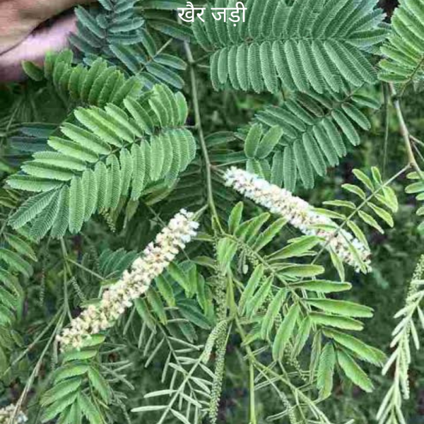 Khar ke Jad खैर (खादिर) का जड़