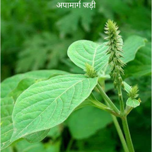 Apamarga ke Jad अपामार्ग का जड़