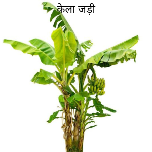 Kela ki Jad केला का जड़