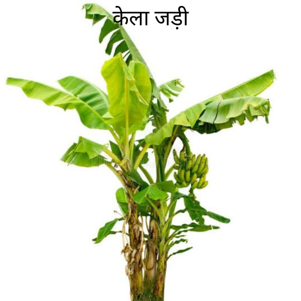Kela ki Jad केला का जड़