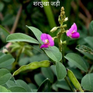 Sharpunkha ki Jad शरपुंखा का जड़