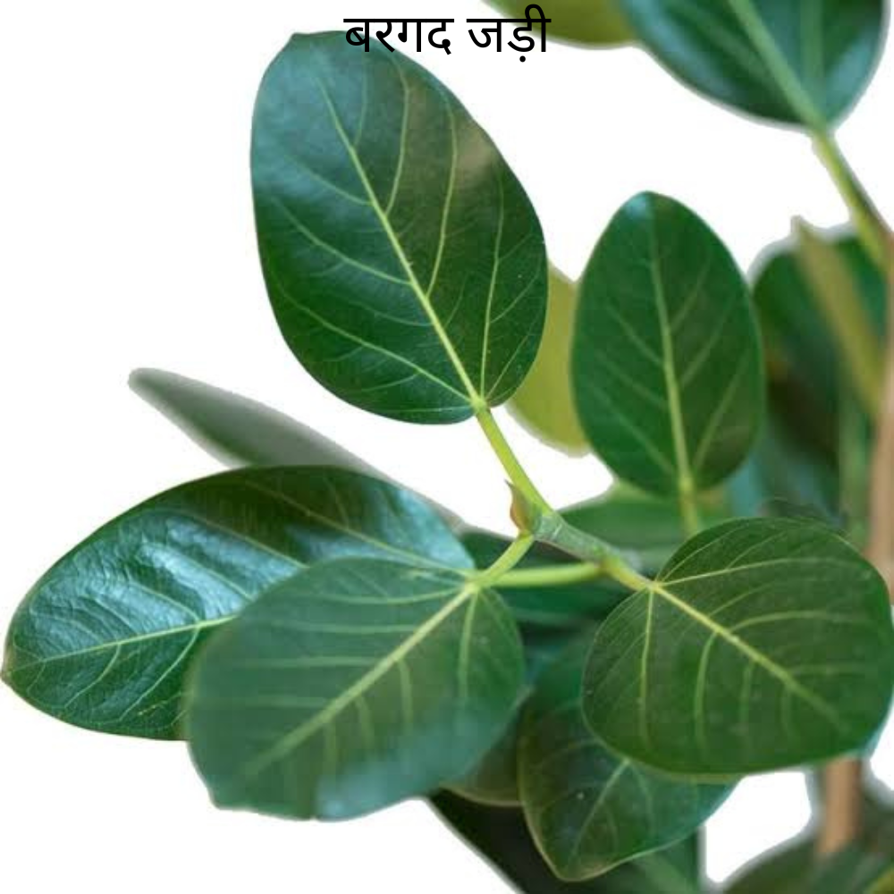 Bargad ki Jad