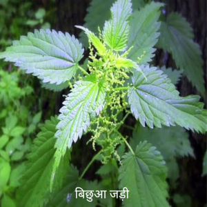 Bichua ki Jad बिछुआ का जड़