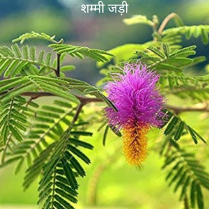 Sammi ki Jad सम्मी जड़