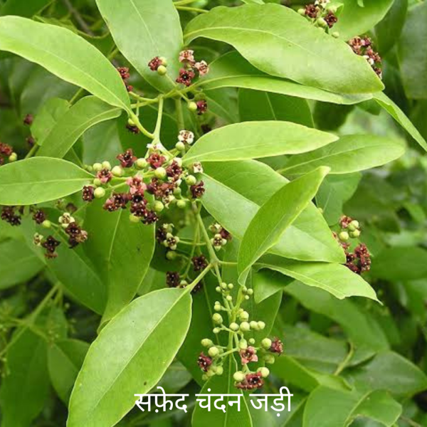 Safed Chandan Ki Jad सफ़ेद चंदन की जड़