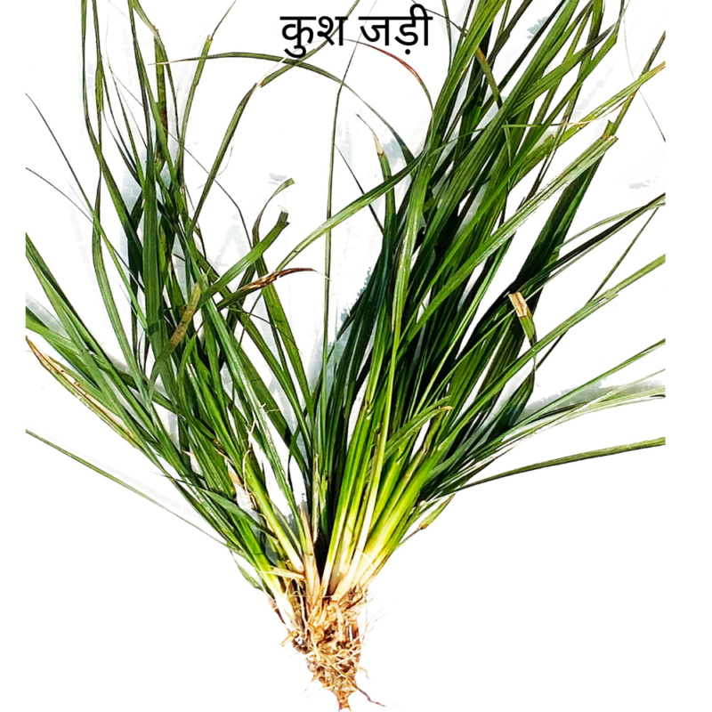 Kush Ke Jad