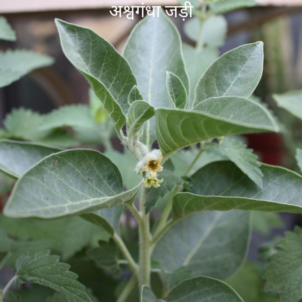 Ashwagandha Ke Jad अश्वगंधा की जड़