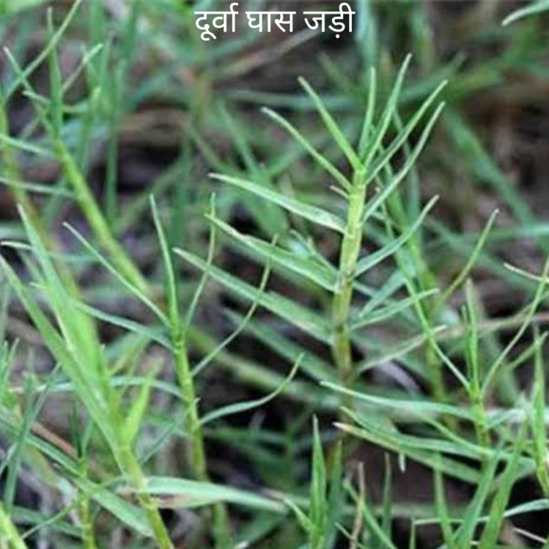 Durva Ke Jad