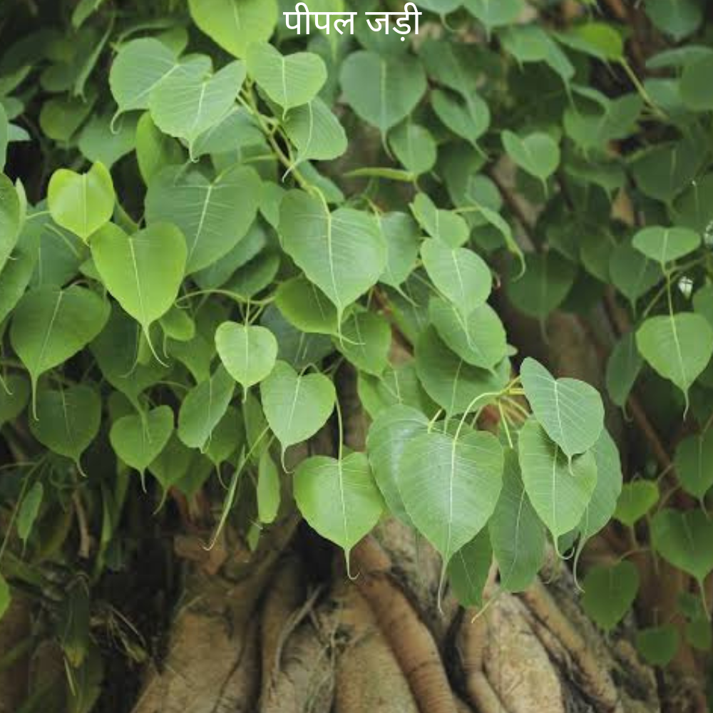 Pipal Ki Jad पीपल का जड़