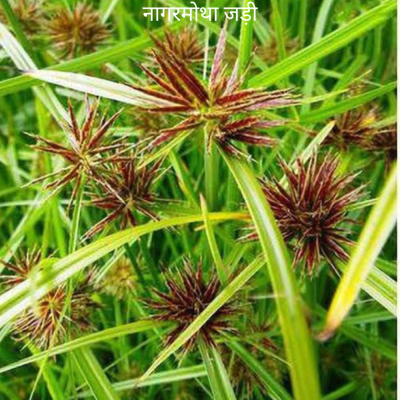 Nagarmotha ke Jad