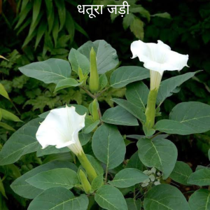 Dhatura ki Jad धतुरा की जड़