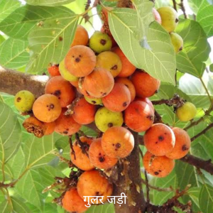 Gular ki Jad गुलर की जड़