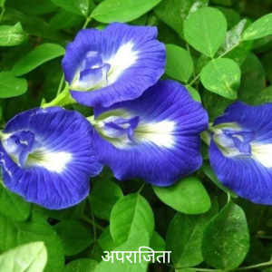 अपराजिता जड़ aprajita jad root
