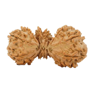 Nepali Trijut Rudraksha