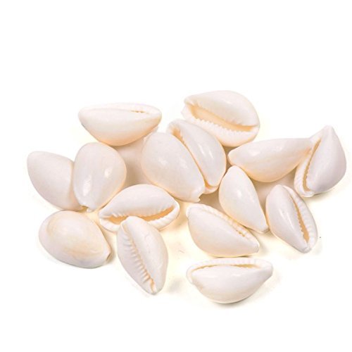 Natural Safed Kawdi / Kaudi – 11 PCS